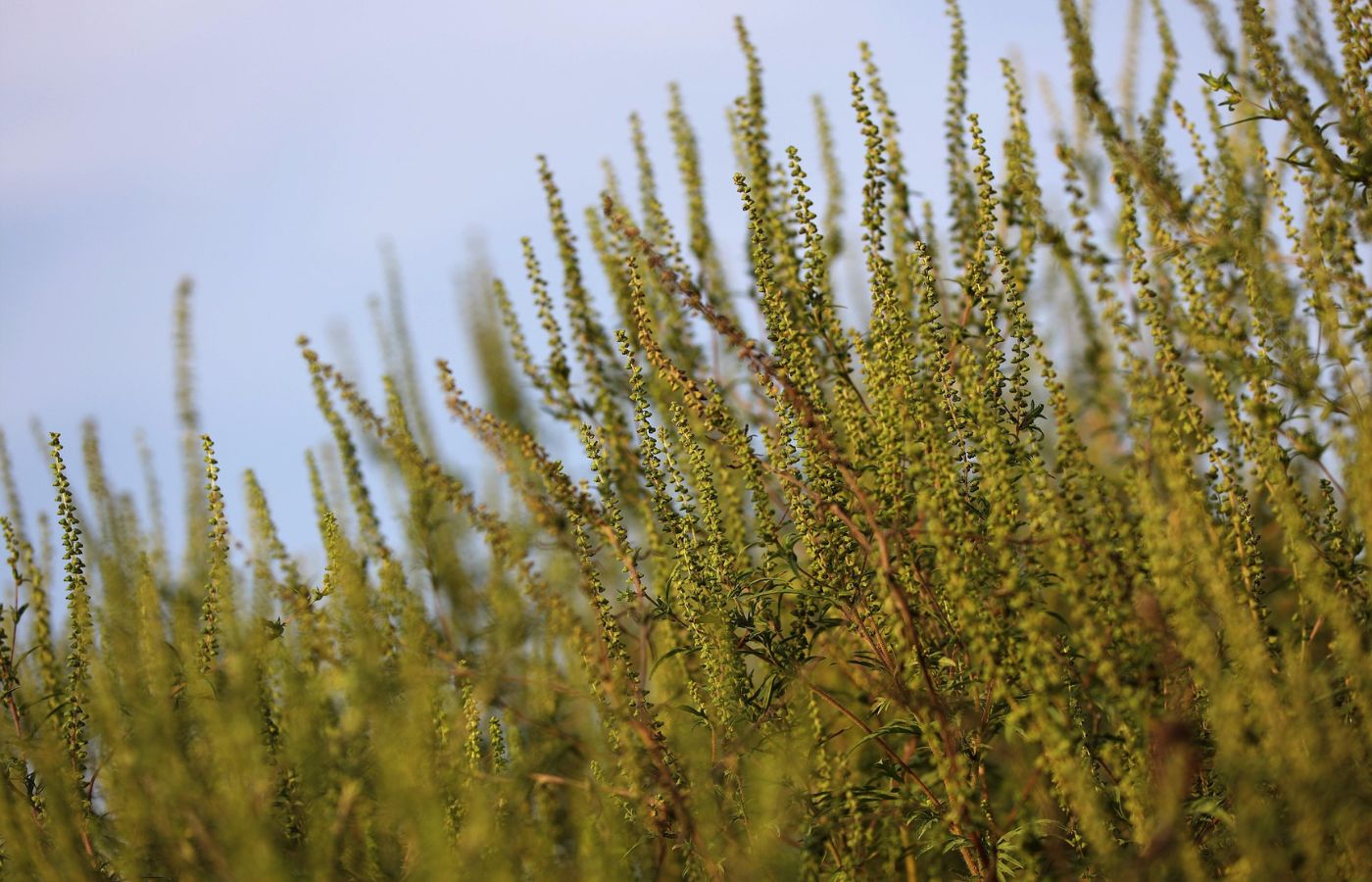 Allergien & Ragweed 7 Ragweed-Pflanze als Auslöser von Allergien und Pollenbelastung